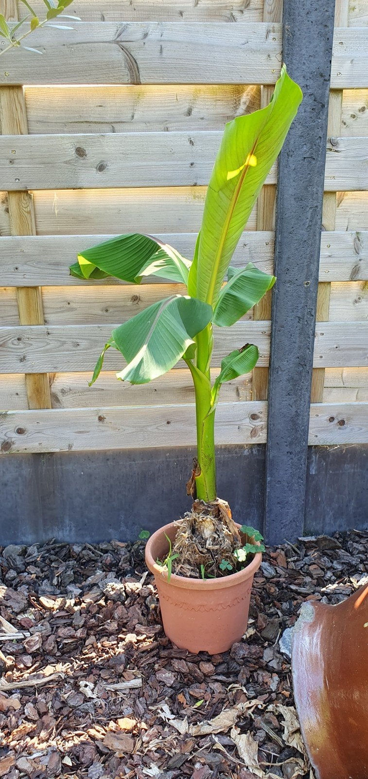 Bananenplant, Ophalen, In pot