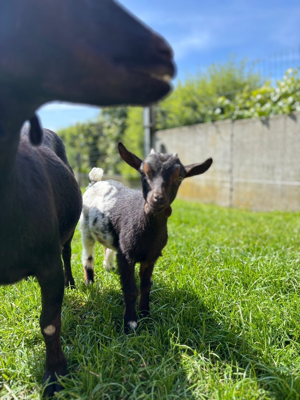 Super tam dwerggeit mieke, Dieren en Toebehoren, Schapen, Geiten en Varkens, Vrouwelijk, Geit, 0 tot 2 jaar