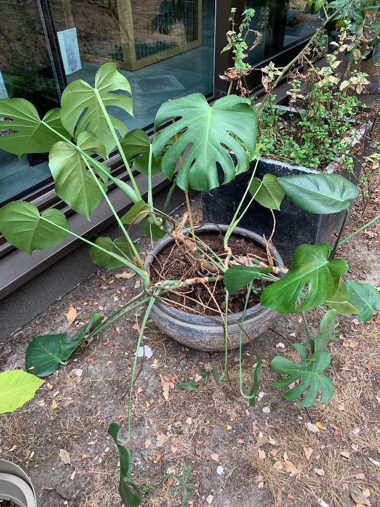 Planten, Jardin & Terrasse, Plantes | Jardin, Enlèvement, Plante fixe, Autres espèces