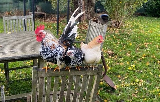 Oeufs à couver Serama, Dieren en Toebehoren