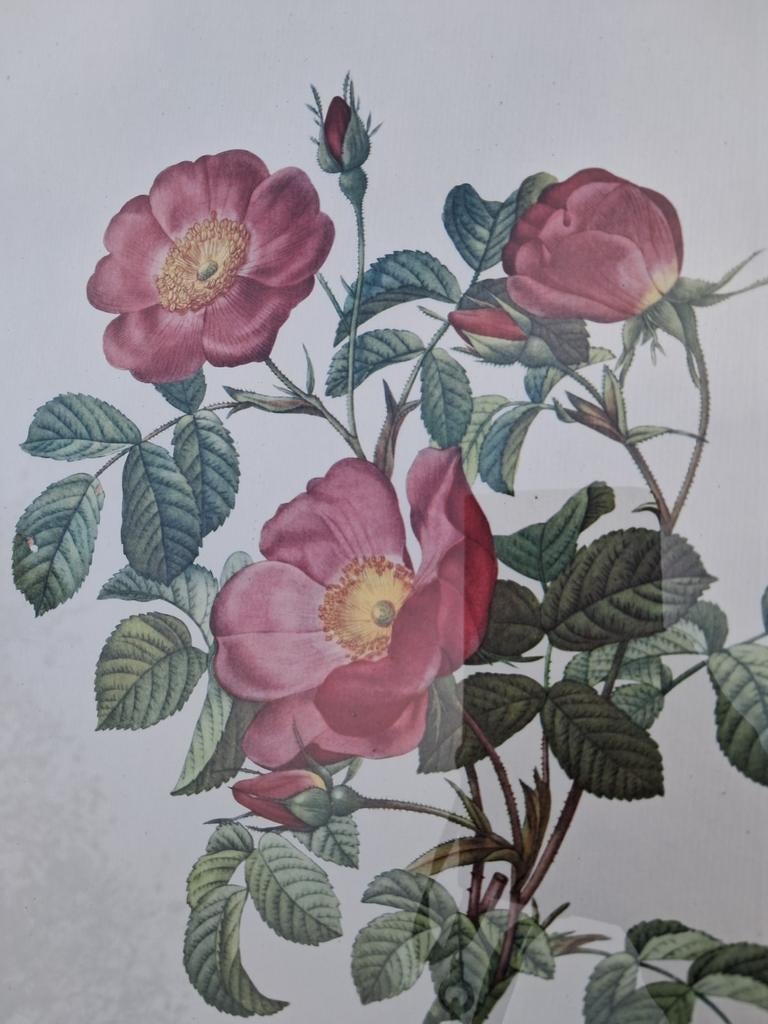 Rose, Enlèvement ou Envoi, Utilisé, Moins de 50 cm, Moins de 50 cm