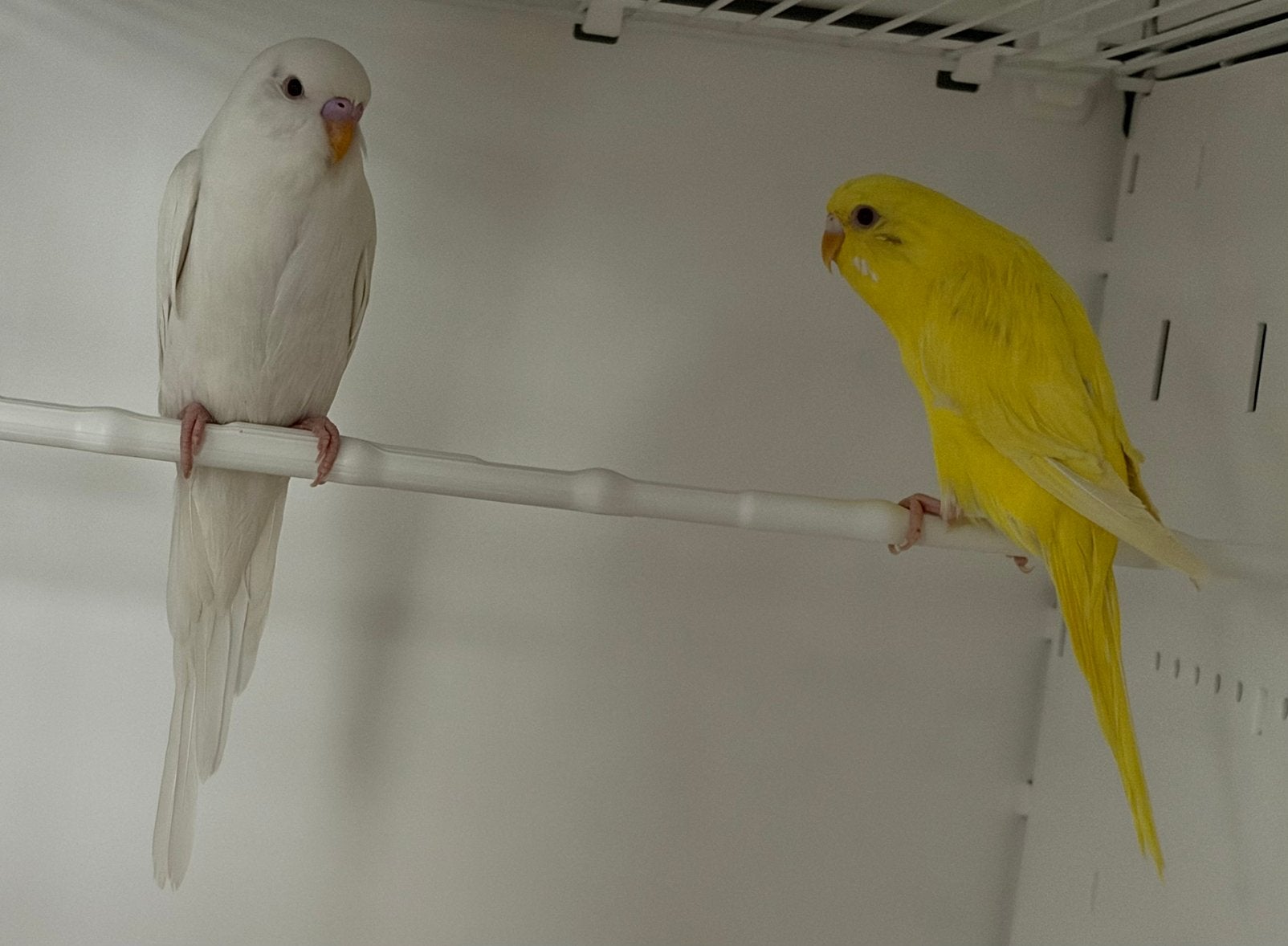 Albino man/lutino vrouw gratis, Meerdere dieren, Parkiet, Tam
