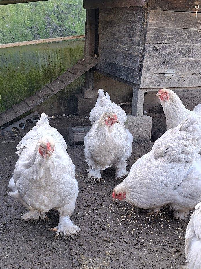 Poussins de jour de Brahma Izabel Partridge grande volaille, Sexe inconnu, Poule ou poulet