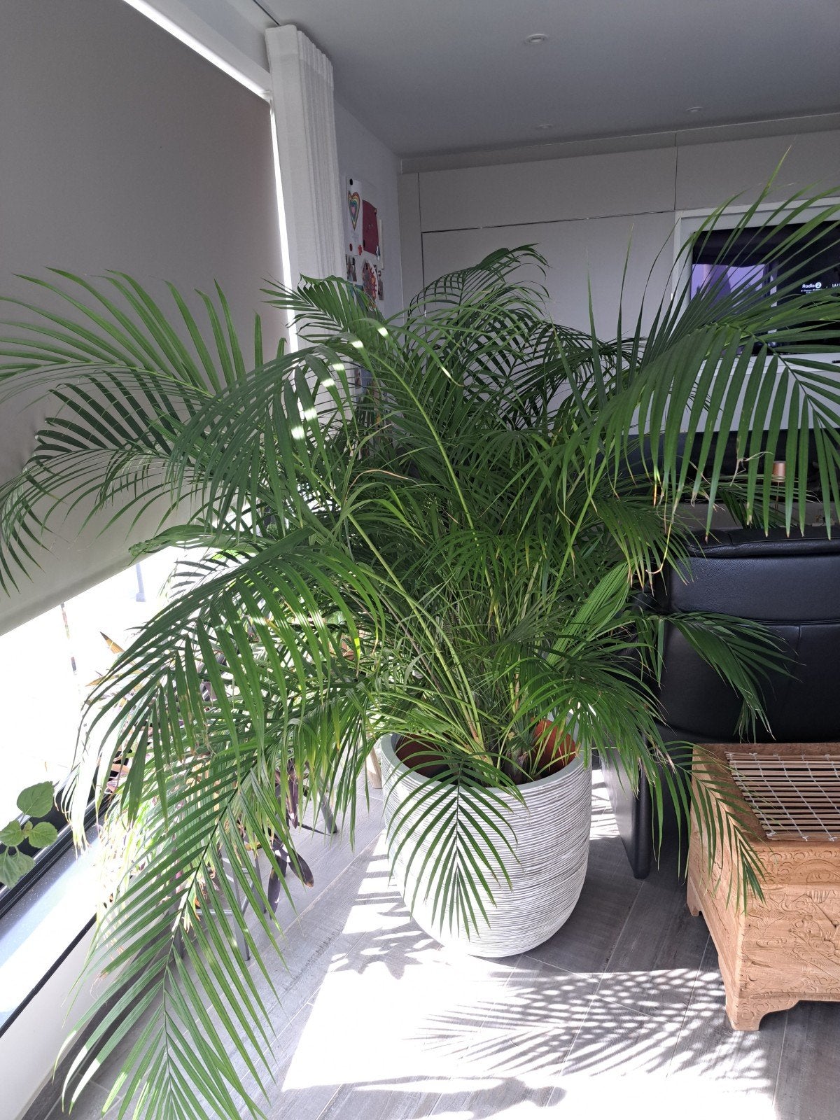 Areca Palm 1,7m hoog 1.5m breed sierpot niet inbegrepen, Huis en Inrichting, Ophalen, Palm, Halfschaduw, In pot