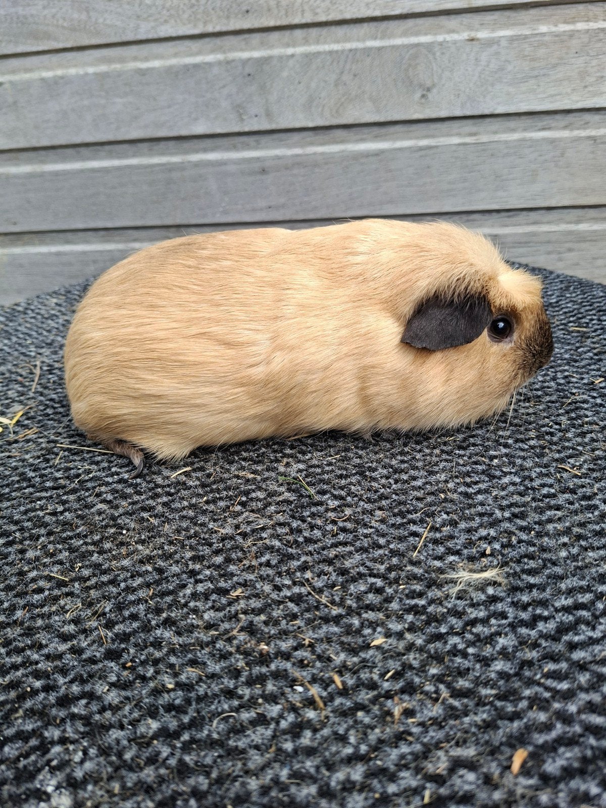 Cavia beertjes, Dieren en Toebehoren, November, Cavia