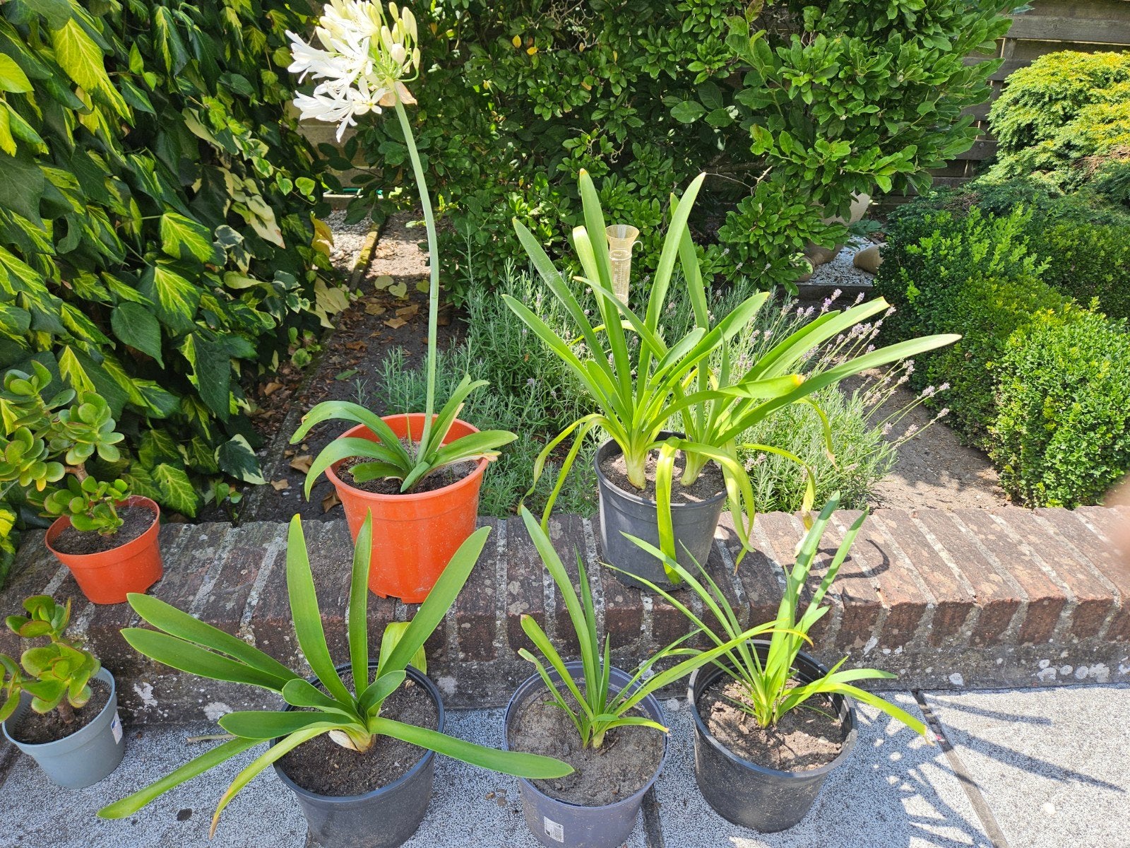 Mooie agapanthus plantjes, Afrikaanse lelie, wit, Tuin en Terras, Ophalen