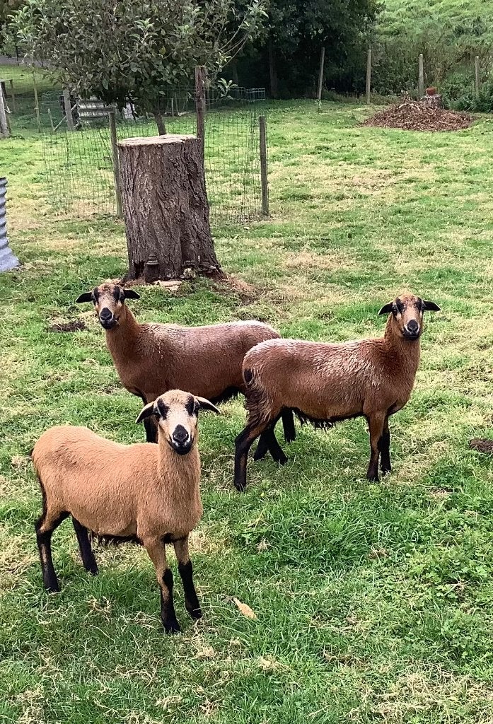 Kameroen schapen, Dieren en Toebehoren, Vrouwelijk, Schaap