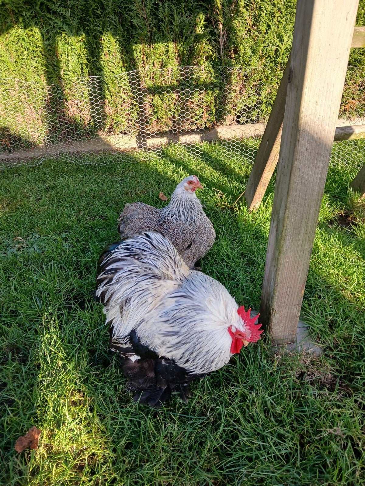 koppel cochin kriel meerzomig zilverpatrijs, Dieren en Toebehoren, Pluimvee