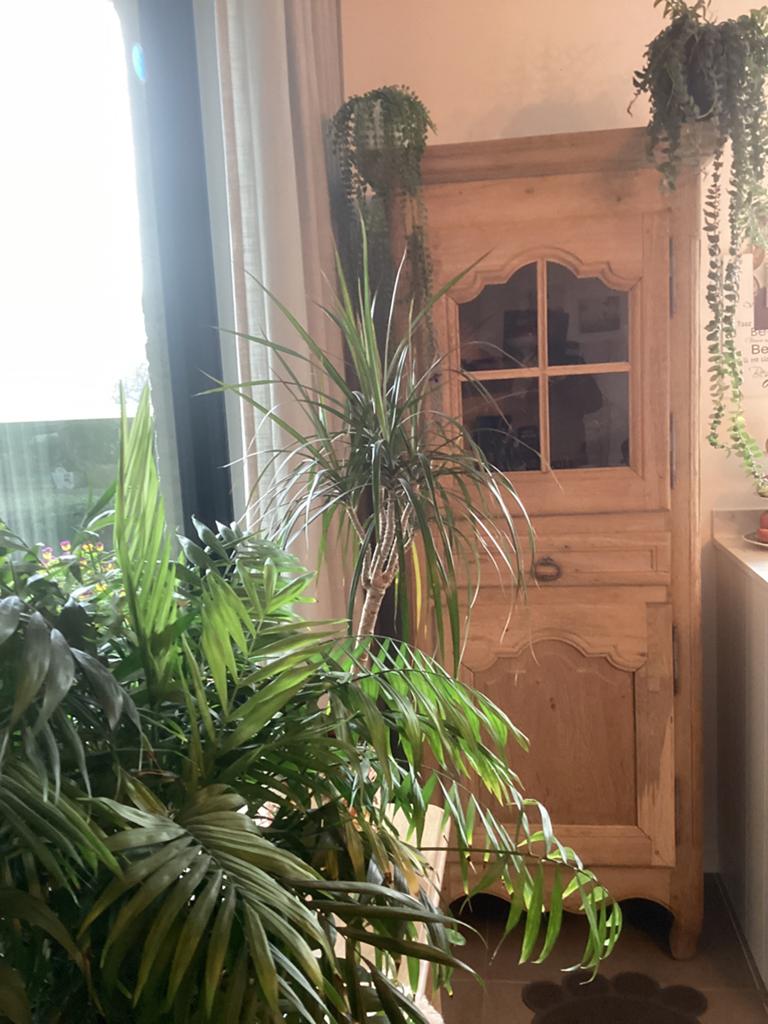 Vitrinekast massief eik gezandstraald, Huis en Inrichting, Kasten | Vitrinekasten, Ophalen, Gebruikt