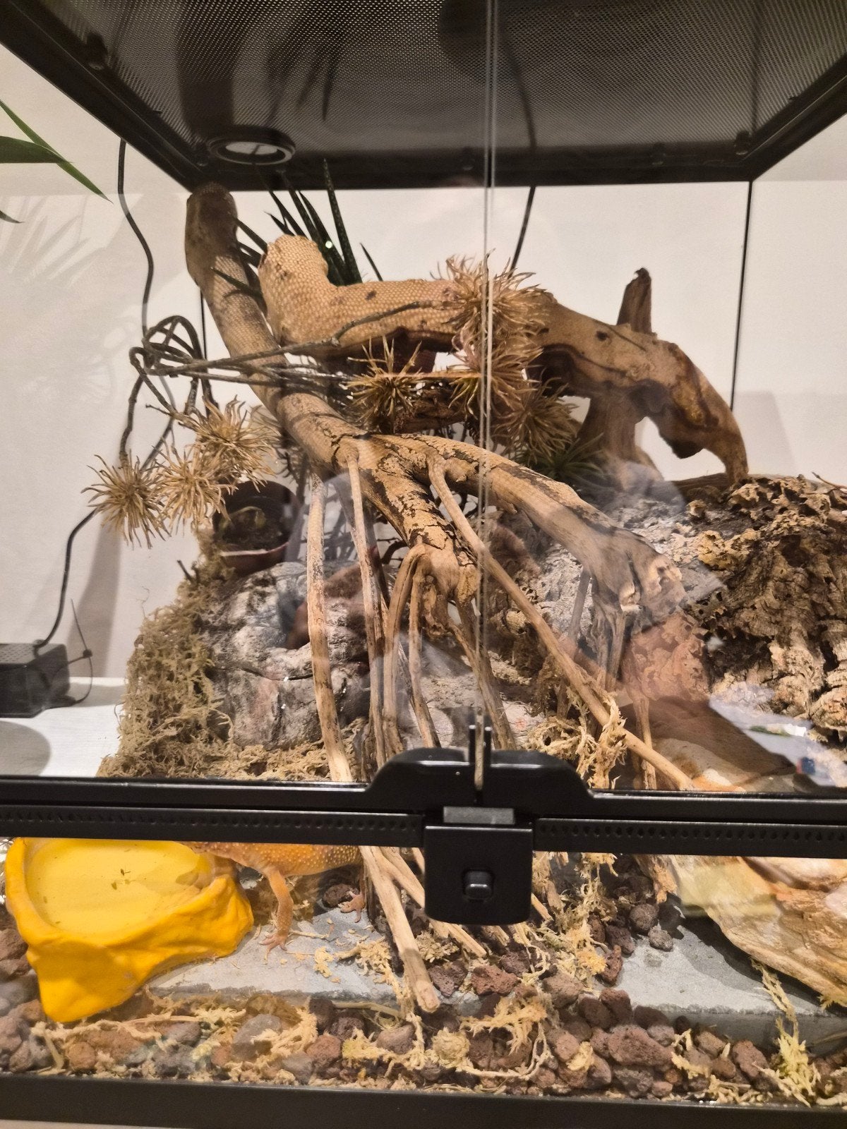 Terrarium, Dieren en Toebehoren, Reptielen en Amfibieën | Toebehoren, Ophalen