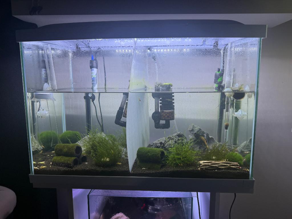 Aquarium met Cardina garnalen, Dieren en Toebehoren, Ophalen, Gebruikt, Inclusief vissen, Gevuld zoetwateraquarium