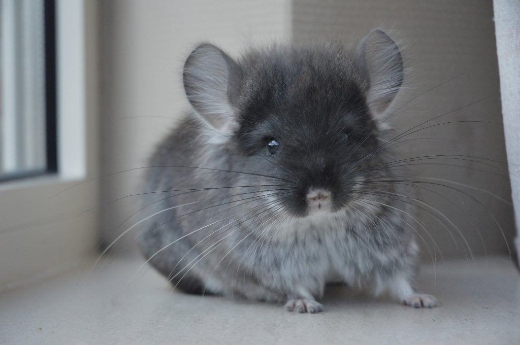 Chèvre angora Chinchilla Black Pearl, Animaux & Accessoires, Chinchilla, Mâle, Domestique, Mai