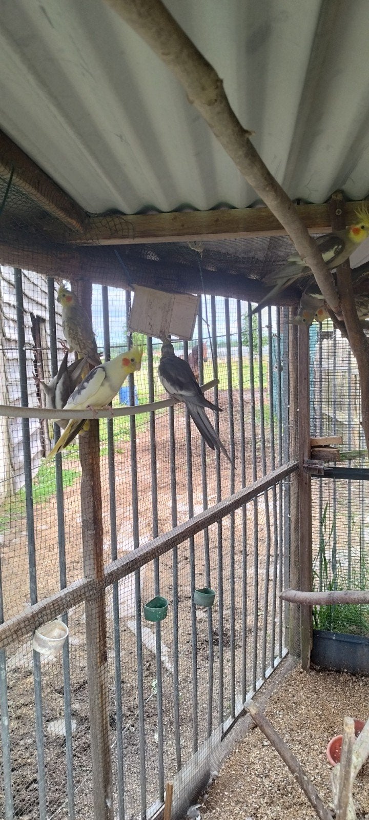 Calopsittes, Animaux & Accessoires, Oiseaux | Perruches & Perroquets