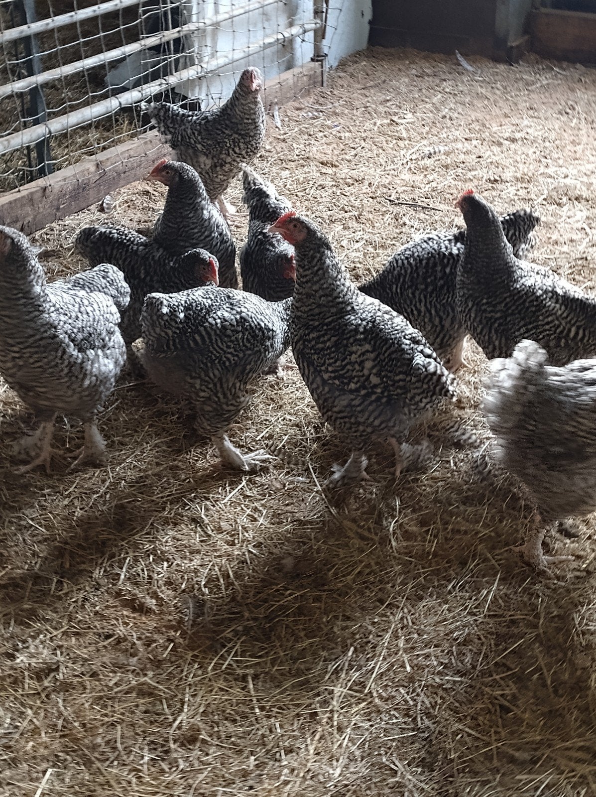hanen, Mechelse koekoek, Mâle, Poule ou poulet