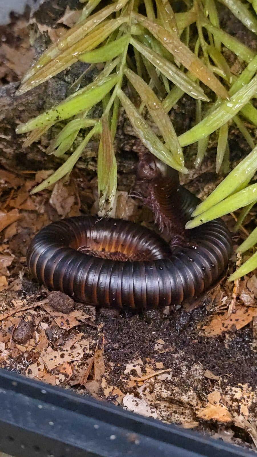 Afrikaanse reuzenmiljoenpoten (Archispirostreptus gigas) bes, Animaux & Accessoires