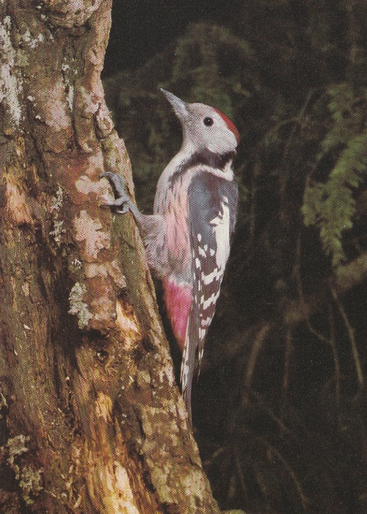 KLEINE  BONTE  SPECHT, Collections, Cartes postales | Animaux, Envoi, Affranchie, Oiseaux