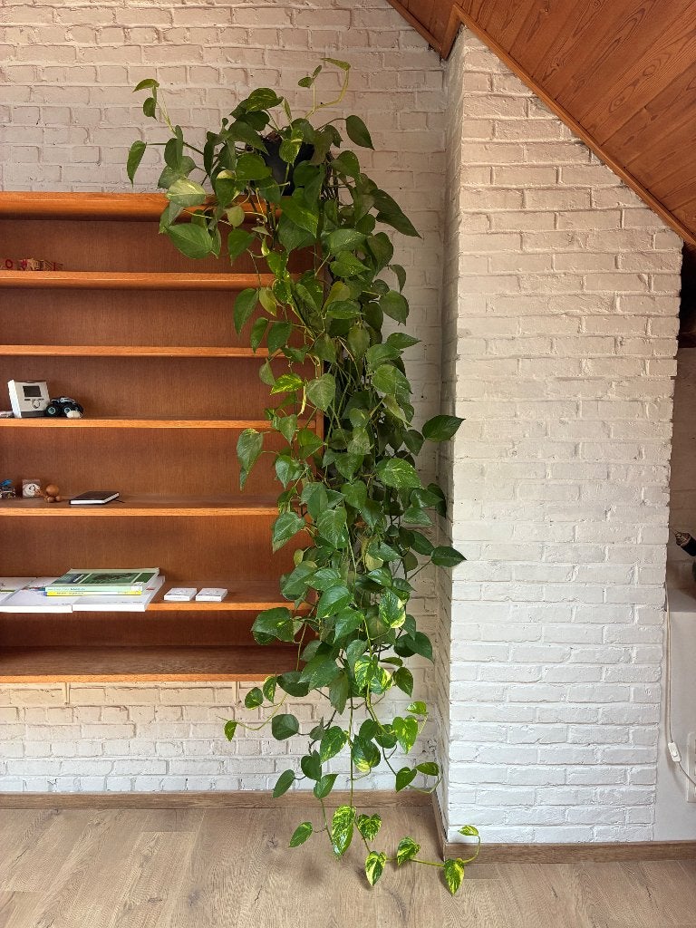 Hangplant in hangpot, Huis en Inrichting, Kamerplanten, Ophalen, Overige soorten, Halfschaduw, In pot