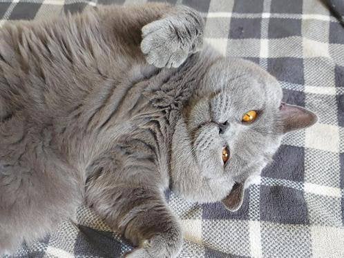 dekkater Brits korthaar  bloed B, 6 ans ou plus