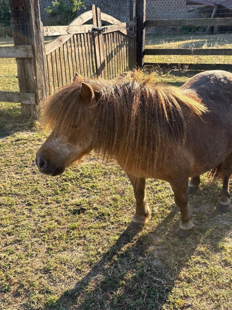 Shetland mini merrie pony te koop, Dieren en Toebehoren, Merrie, Met stamboom, Niet van toepassing, A pony (tot 1.17m)