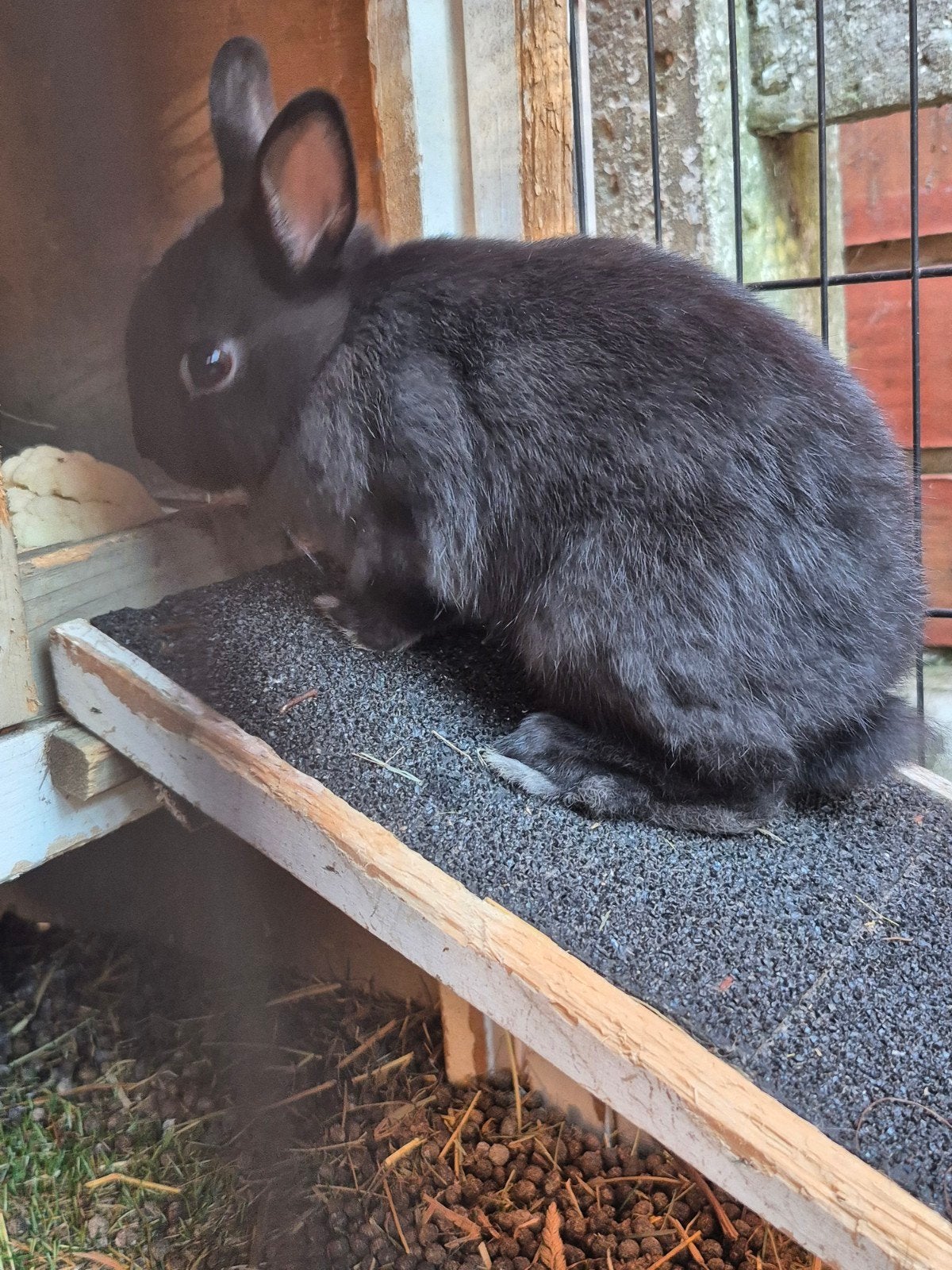 Mini kleurdwergjes, Animaux & Accessoires, Lapins
