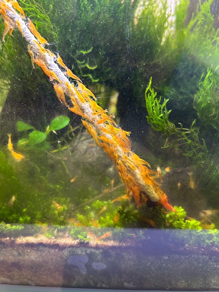 Aquarium garnalen, Animaux & Accessoires, Homard, Crabe ou Crevette, Poisson d'eau douce