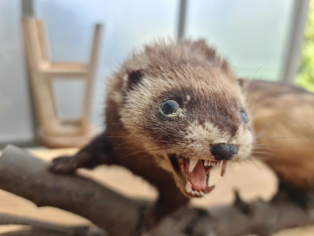 Bunzing opgezet, Ophalen