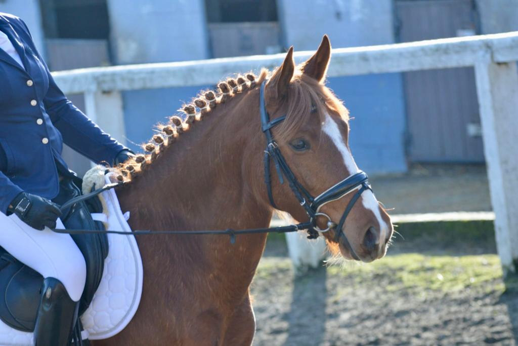 Recreatieve pony, Dieren en Toebehoren, Pony's