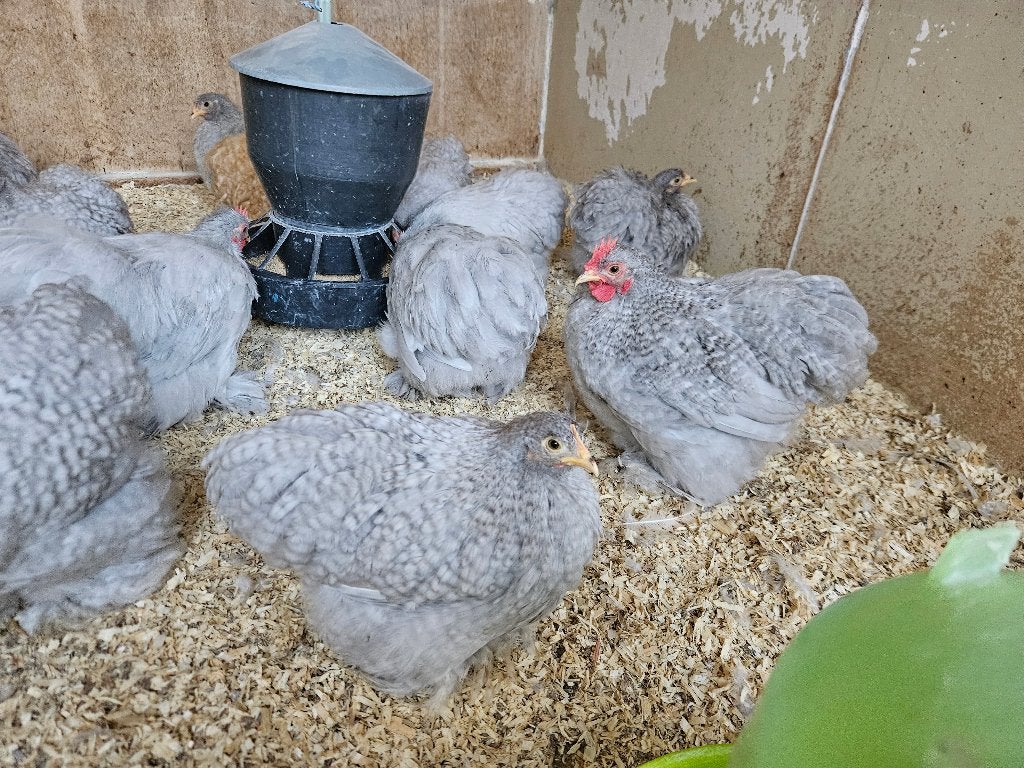 Prachtige Jonge cochinkrielen 2026 parelgrijskoekoek, Dieren en Toebehoren, Pluimvee, Kip