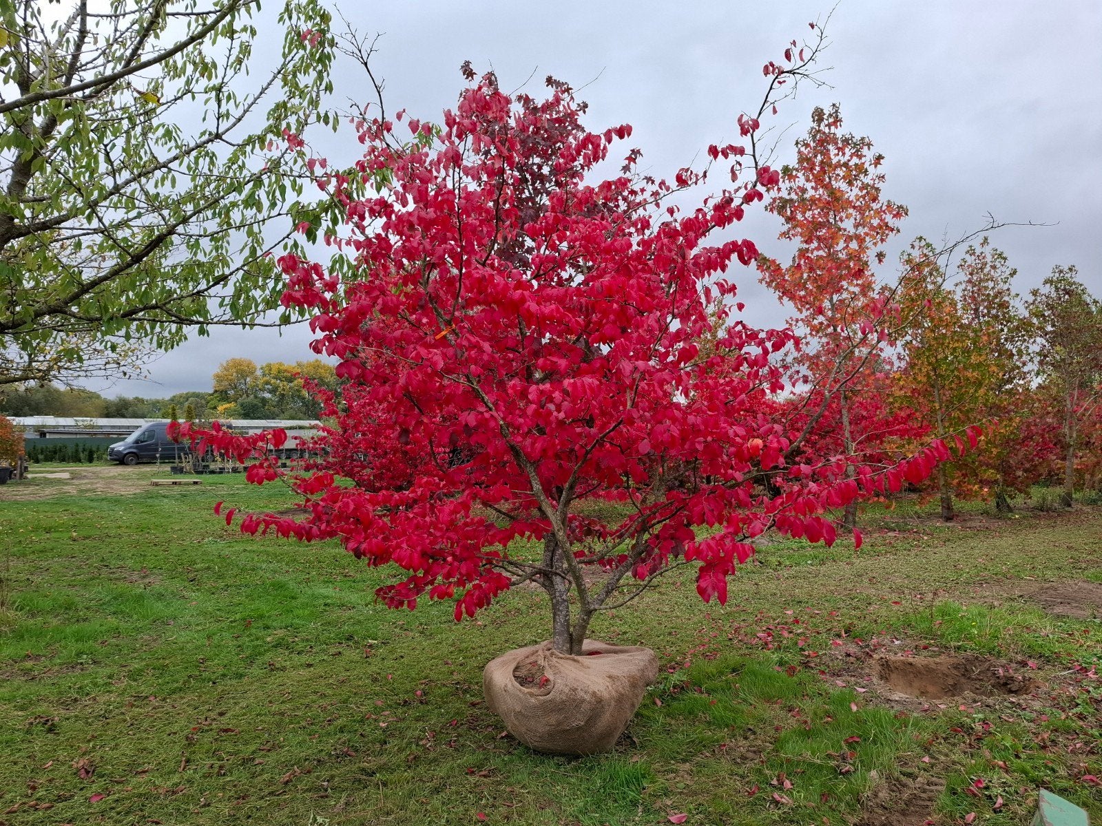 parrotia, Ophalen