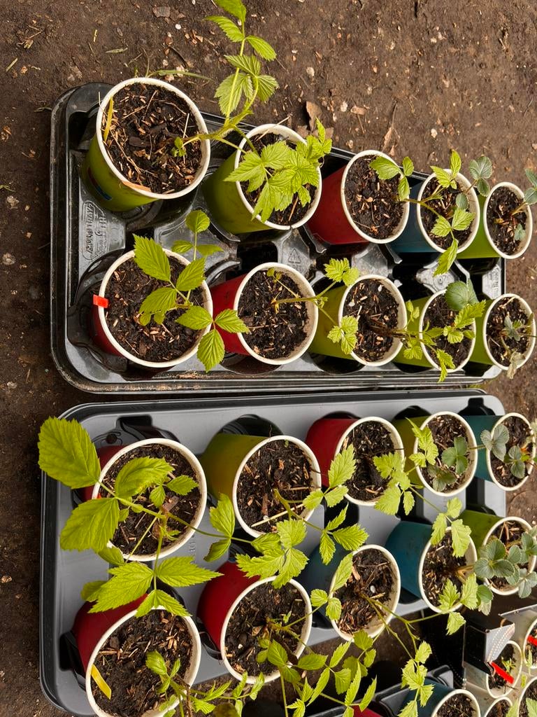 6 frambozenplanten(rood & geel)+ 8aardbeienplanten–€25, Tuin en Terras, Planten | Fruitbomen, Ophalen of Verzenden