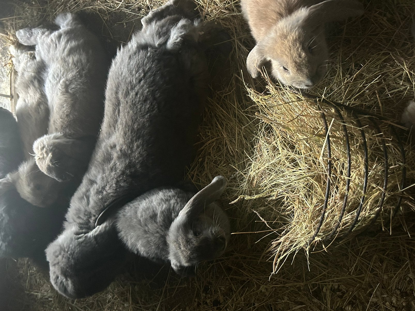 Franse hangoor, Dieren en Toebehoren, Konijnen, Hangoor