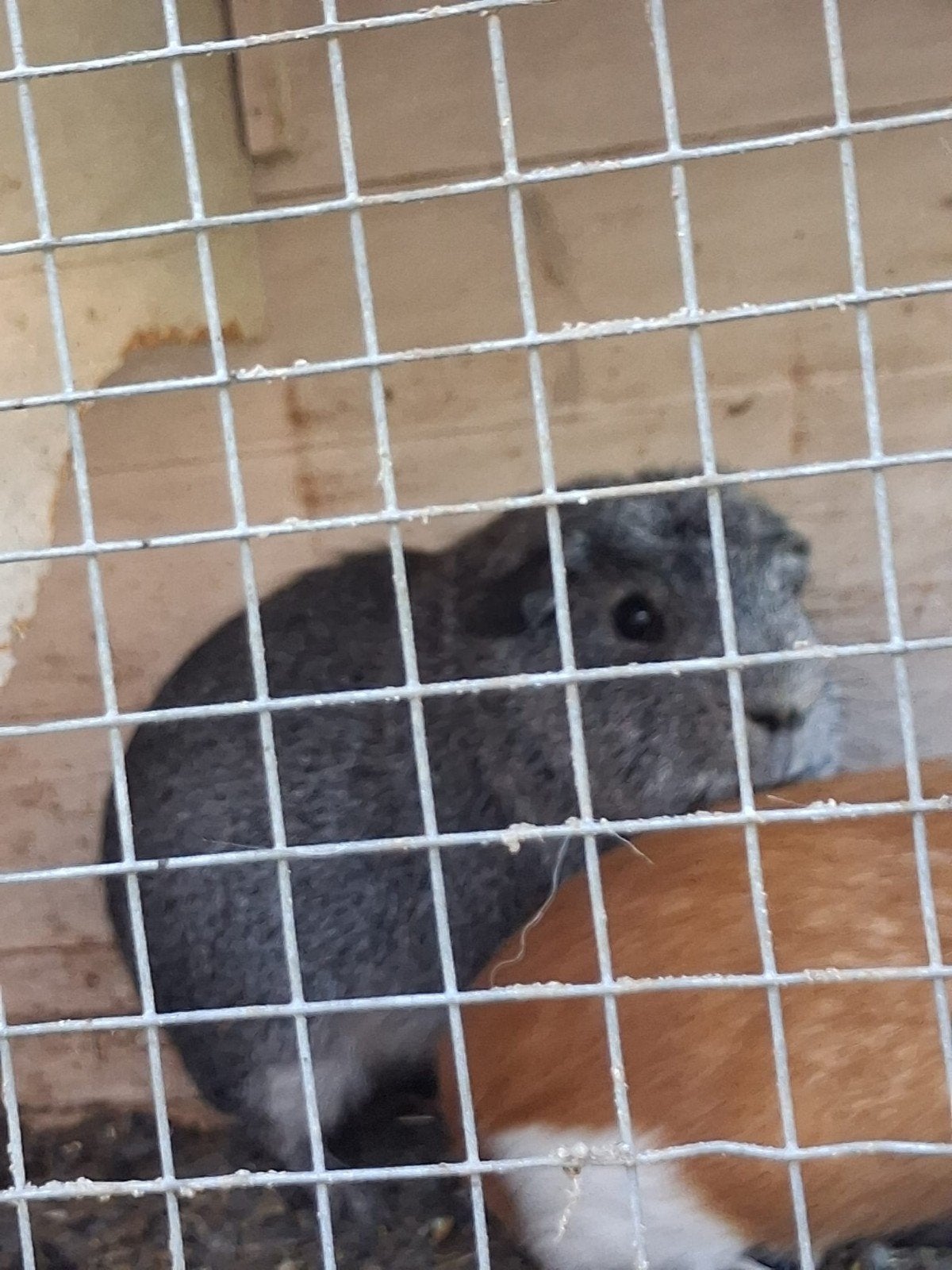 3 cavia beertjes, Animaux & Accessoires, Avril, Cobaye