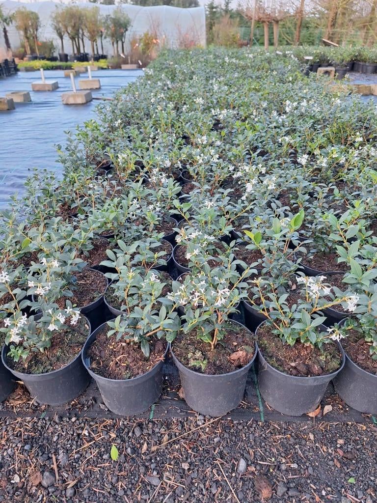 ‼️osmanthus Burkwoodii aan stuntprijzen ‼️, Enlèvement, Taxus