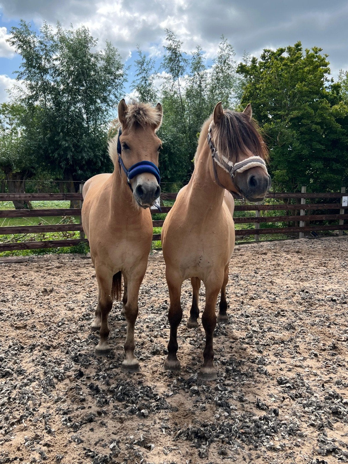 ** Leuke en lieve 3jarige fjorden ruinen**, Avec pedigree, Hongre, Poney de récréation, Poney D (1.37 m à 1.48m)
