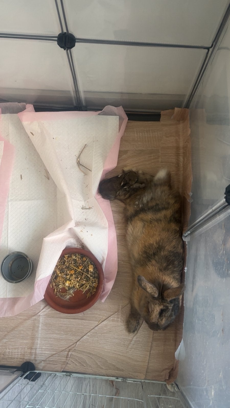 lapins, Plusieurs animaux, Nain, 0 à 2 ans