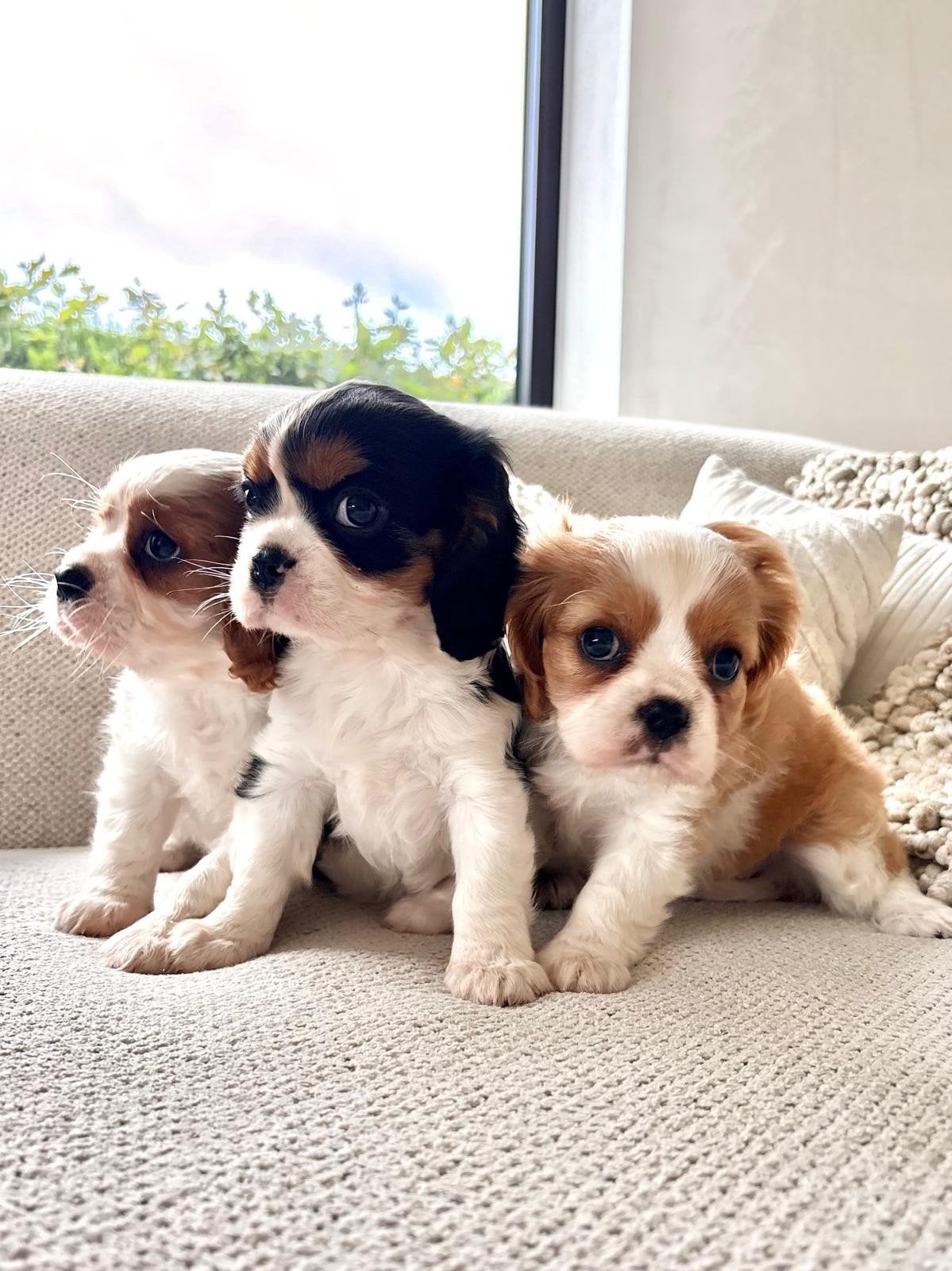 Cavalier king Charles pups, Dieren en Toebehoren, België, CDV (hondenziekte), 8 tot 15 weken, Meerdere