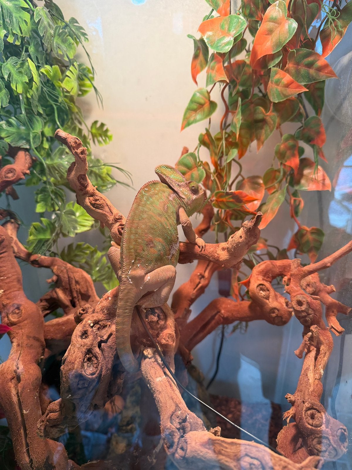 Jemenkameleon met terrarium, Dieren en Toebehoren, Ophalen, Terrarium of Paludarium