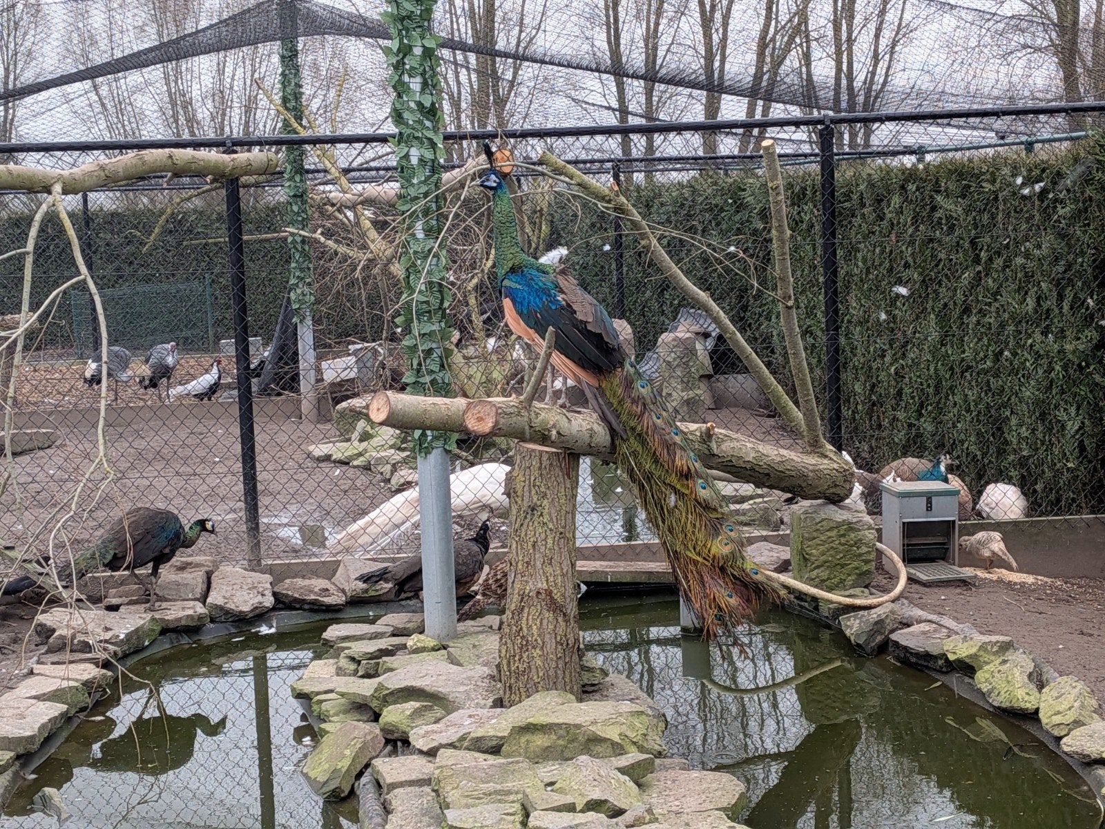 Java pauw spaldingpauw trio, Meerdere dieren, Overige soorten