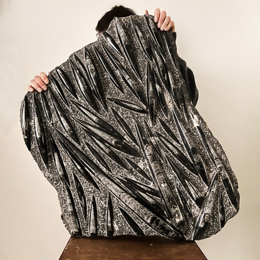 Fossiele plaat Pijlstaartinktvis (Orthoceras) XXL!, Verzamelen, Mineralen en Fossielen, Ophalen, Fossiel