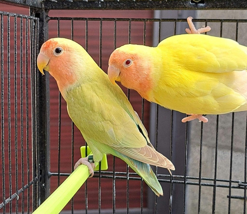 Roseicollis, Sexe inconnu, Perroquet nain ou Inséparable, Bagué