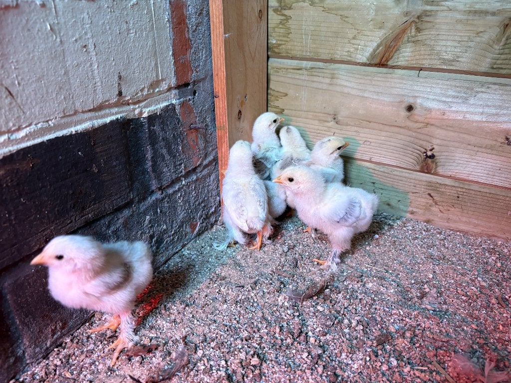 Brahma blauwzalm kuikens te koop, Sexe inconnu, Poule ou poulet