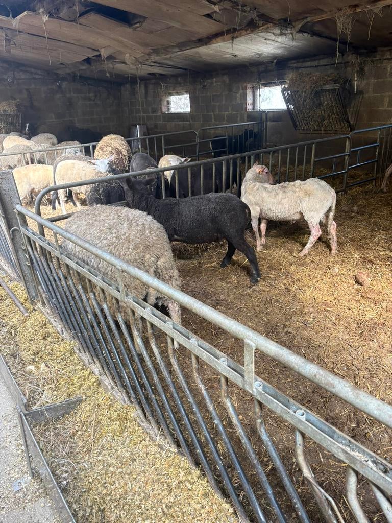 Rammen offerfeest