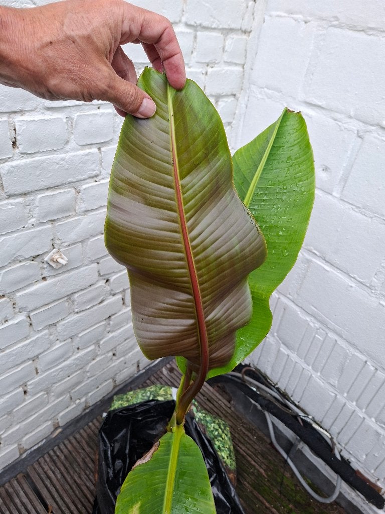 Musa sikkimensis, Tuin en Terras, Volle zon, Vaste plant, Zomer, Ophalen