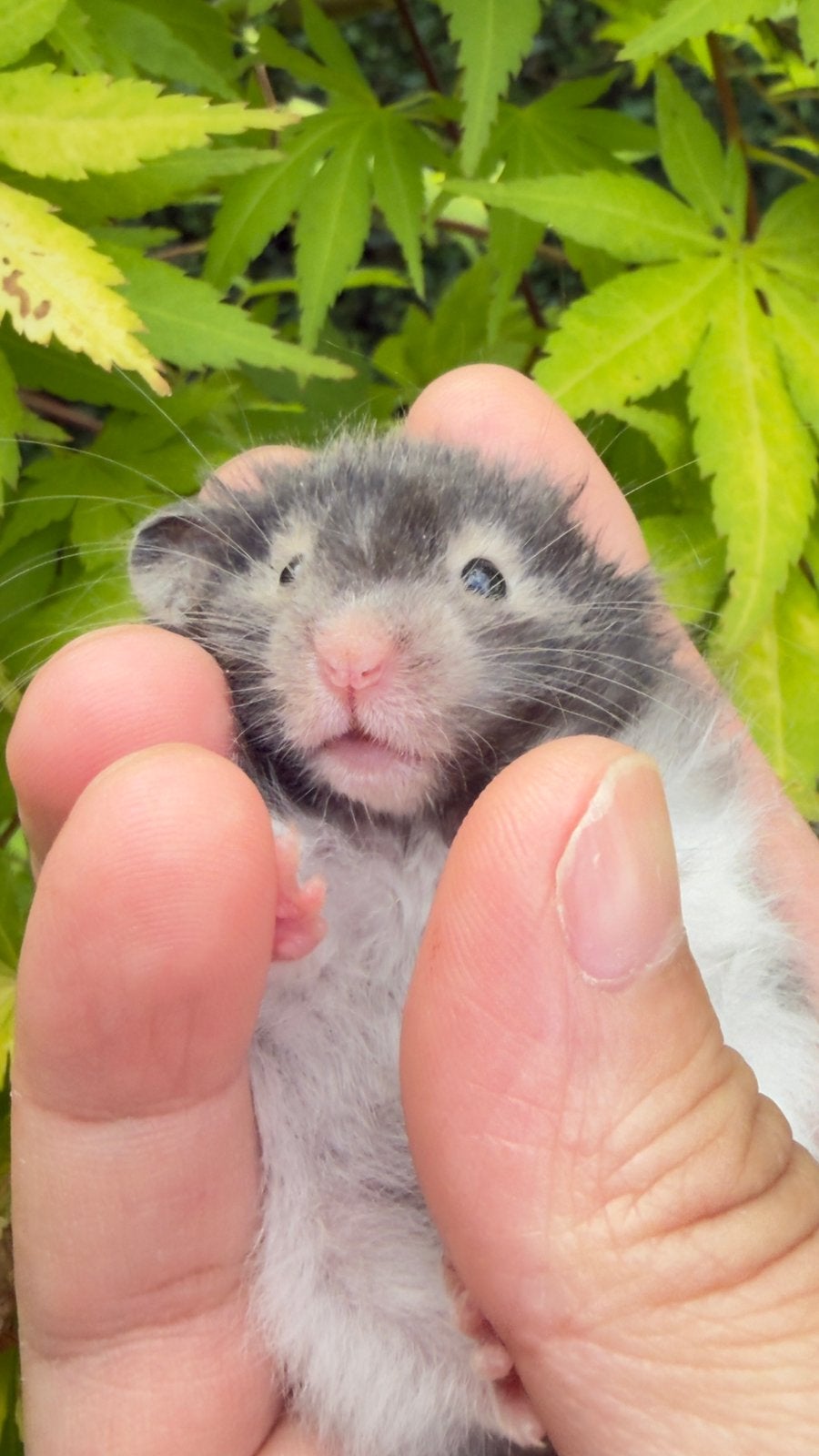 Syrische langharige hamster, Dieren en Toebehoren, Knaagdieren, Mannelijk, Hamster, Mei, Tam