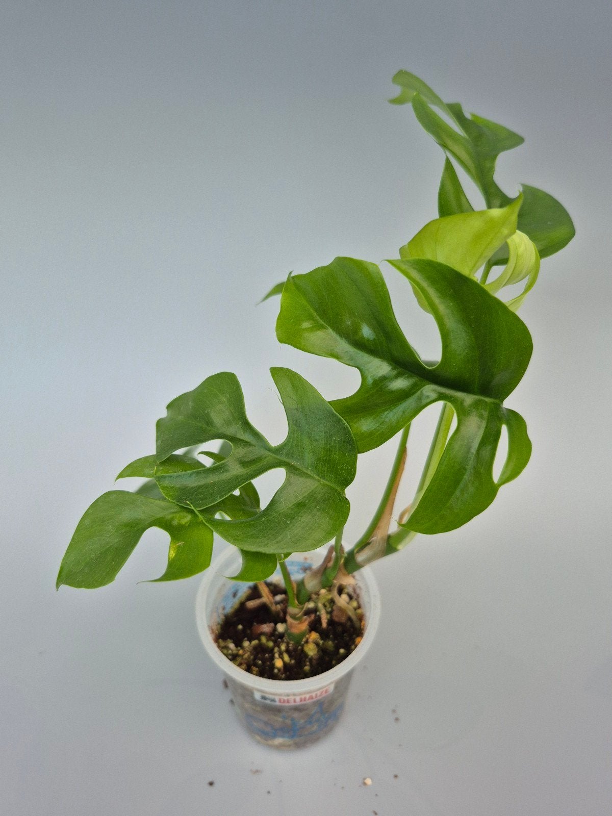 Monstera minima, Huis en Inrichting, Kamerplanten, Ophalen of Verzenden