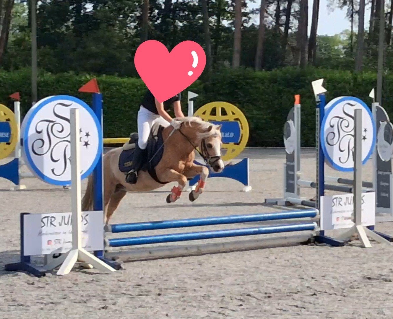 Mooie A pony, Dieren en Toebehoren, Met stamboom, Ruin, Niet van toepassing, A pony (tot 1.17m)
