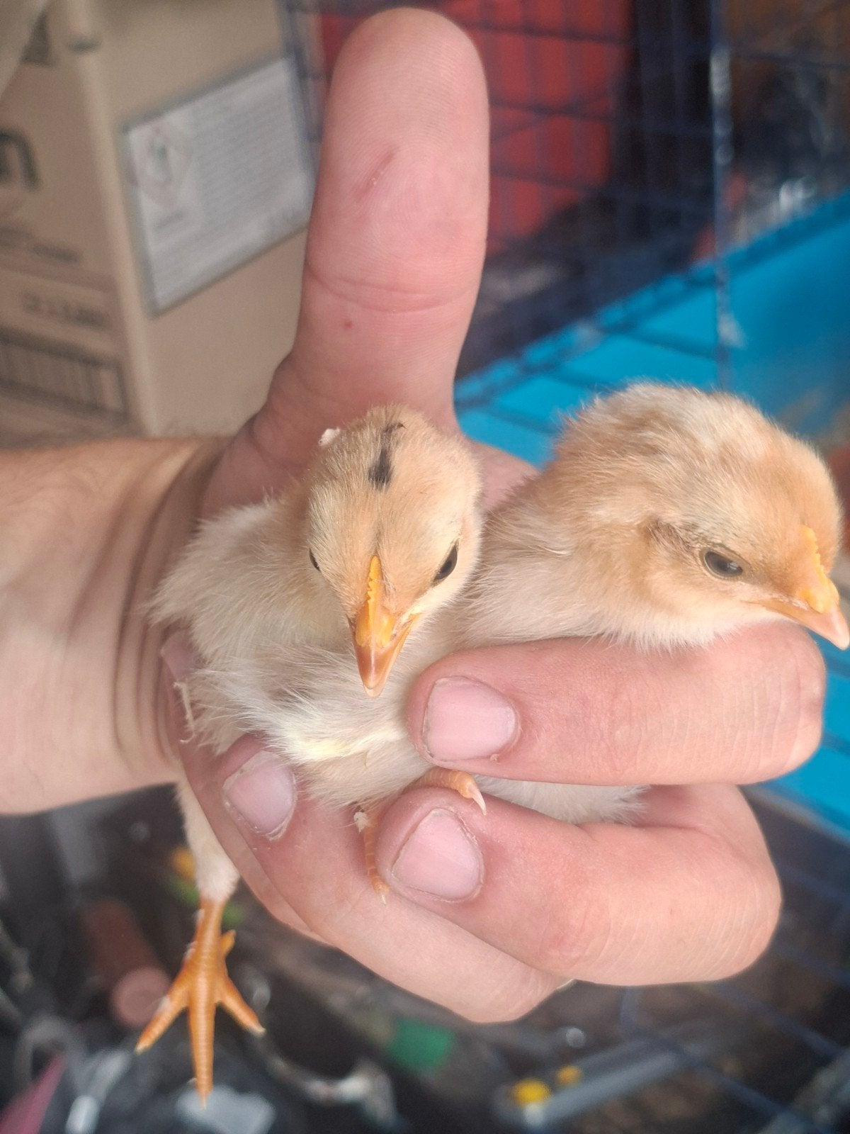 2 Kuikens (geslacht nog onbekend), Dieren en Toebehoren, Pluimvee, Geslacht onbekend