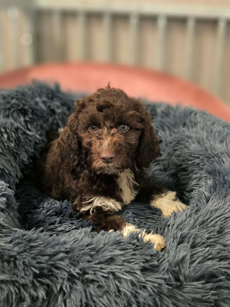 Prachtige lagotto pup zoekt baasje!!, België, Overige rassen, CDV (hondenziekte), 8 tot 15 weken