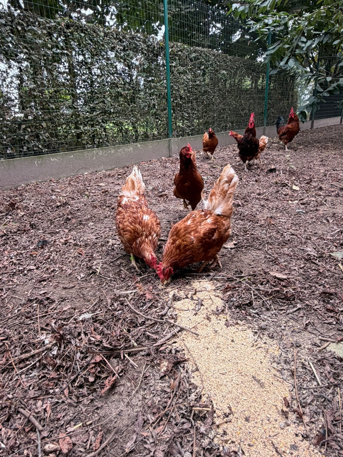 Legkippen, Dieren en Toebehoren