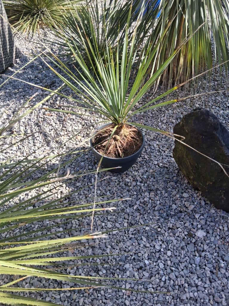 Yucca, Ophalen